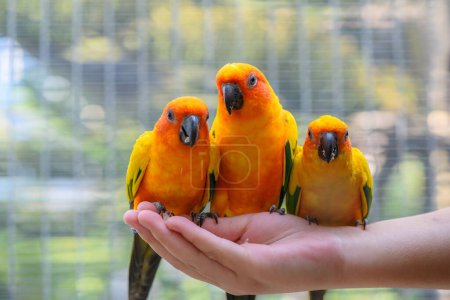 cute sun conure birds holding in both hand, eating sunflower seeds.