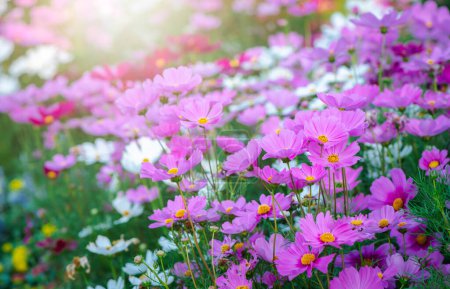 Photo for Pink cosmos flower and mix color cosmos flower in garden, flower background - Royalty Free Image