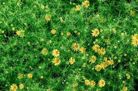 Foto de Vista superior flores de margarita amarilla en el jardín, concepto de fondo de flores - Imagen libre de derechos