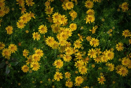 Foto de Campo de Dahlberg margarita en el jardín, lindo de la flor de la margarita amarilla en el fondo de vista superior, jardín de flores - Imagen libre de derechos