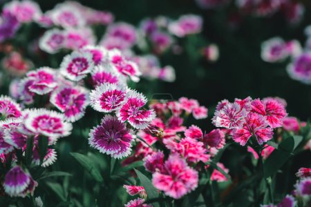 Beautiful Pink Dianthus Chinensis flowers in garden, flower background concept
