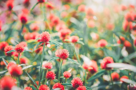 Globe Amaranth oder Bachelor Knopfblume blüht im Garten, Blume Hintergrundkonzept