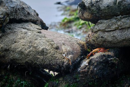 Crabe commun adulte (Grapsus grapsus) dans la piscine sablonneuse de la plage de La Punta à Lima - Pérou.