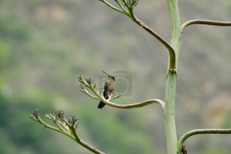 Riesiger Kolibri (Patagona gigas), wunderschöner Kolibri, der auf einem Maguey thront. Peru. 