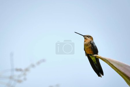 Colibrí gigante (Patagona gigas), hermoso colibrí encaramado en una maguey. Perú. 