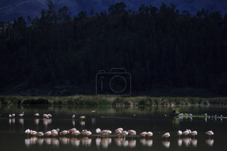 Chilenischer Flamingo (Phoenicopterus chilensis), eine wunderschöne Gruppe von Flamingos, die am Ufer eines Andensees ruht und sich mit einer beeindruckenden Andenlandschaft im Hintergrund ernährt. Peru.