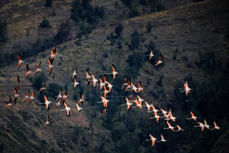 Chilean Flamingo (Phoenicopterus chilensis), beautiful group of flamingos flying over an Andean lake with an impressive Andean landscape in the background. Peru.