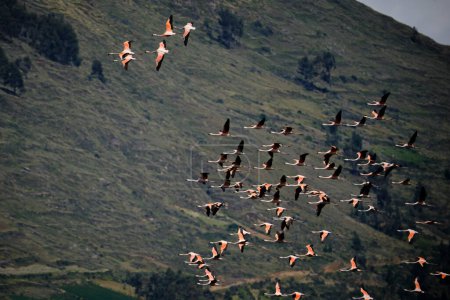 Chilenischer Flamingo (Phoenicopterus chilensis), schöne Gruppe von Flamingos, die über einen Andensee fliegen, mit einer beeindruckenden Andenlandschaft im Hintergrund. Peru.
