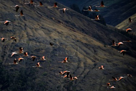 Chilenischer Flamingo (Phoenicopterus chilensis), schöne Gruppe von Flamingos, die über einen Andensee fliegen, mit einer beeindruckenden Andenlandschaft im Hintergrund. Peru. 