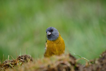 Peruanischer Sierra-Finch (Phrygilus punensis), Anden-Sämling in geschlossener Porträtansicht. Junin - Peru. 