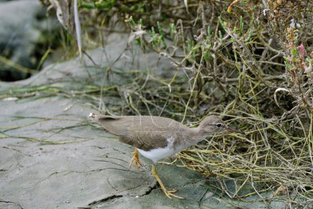 Spotted Sandpiper (Actitis macularius), looking for food on the beach. Peru. 