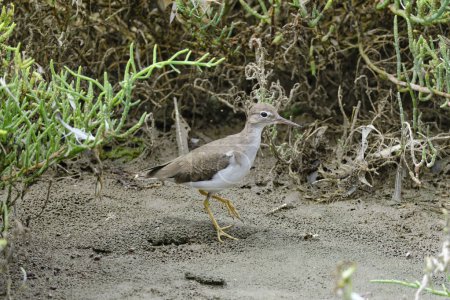 Photo for Spotted Sandpiper (Actitis macularius), looking for food on the beach. Peru. - Royalty Free Image