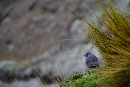 Plumbeous Sierra-Finch (Geospizopsis unicolor), perched on the lawn. Peru. 
