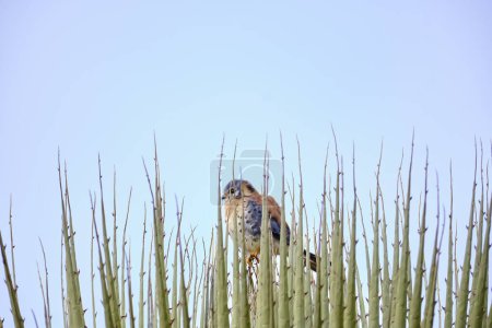 Amerikanischer Turmfalke (Falco sparverius), Turmfalke, der auf den Blättern eines Puya raimondi hockt. Peru. 