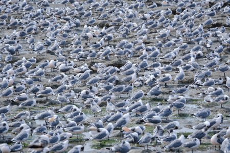 Franklin's Gull (Leucophaeus pipixcan), beautiful group of boreal migrants abundant during the months of October to May, perched on the shores of the beach. Peru. 