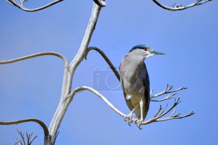 Black-crowned Night-Heron (Nycticorax nycticorax), common heron at the edge of water bodies. Peru.