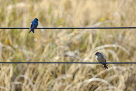 Brown-bellied Swallow (Orochelidon murina), perched on wires in the middle of the urban area. Peru. 