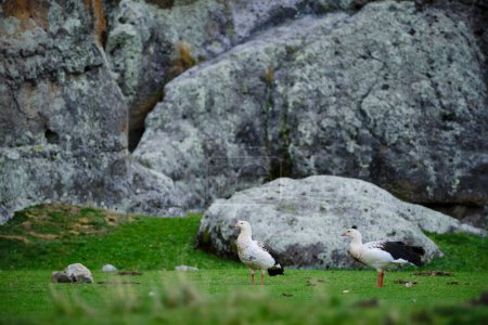 Andean Goose (Oressochen melanoptera), pair walking on grass. Peru. 