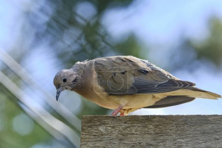 Eared Dove (Zenaida auriculata), beautiful dove perched on a branch. Peru.