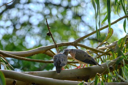Eared Dove (Zenaida auriculata), beautiful pair preening perched on branches at sunset. Peru. 