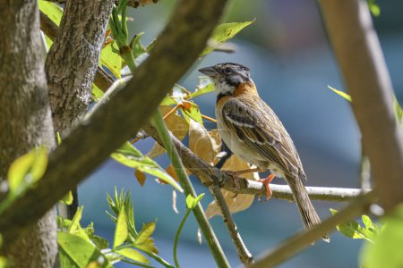 Bruant à collier roux (ZonoXoa capensis), bel oiseau perché sur les branches d'un arbre dans son habitat naturel. Pérou. 
