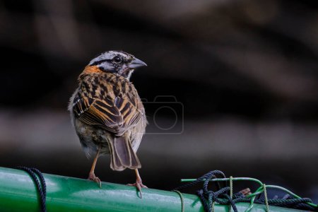 Rufous-collared Sparrow (Zonotrichia capensis), beautiful bird perched on a fence in an urban environment. Peru. 