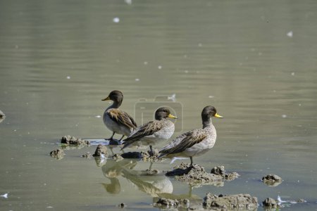 Teal de pico amarillo (Anas flavirostris), grupo de patos posados en la orilla de una laguna al amanecer. Perú. 
