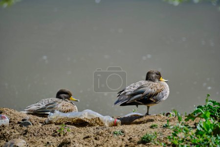 Sarcelle à bec jaune (Anas flavirostris), groupe de canards perchés sur le rivage d'une lagune à l'aube, la scène montre la contamination du site par des bouteilles en plastique. Pérou.