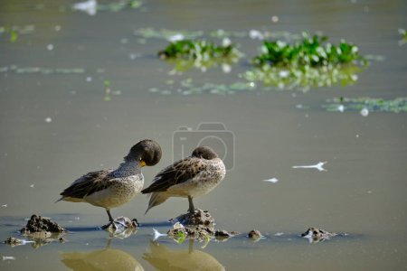 Sarcelle à bec jaune (Anas flavirostris), groupe de canards perchés sur le rivage d'une lagune à l'aube. Pérou.