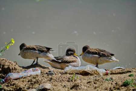 Teal de pico amarillo (Anas flavirostris), grupo de patos posados en la orilla de una laguna al amanecer, la escena muestra la contaminación del sitio por botellas de plástico. Perú. 