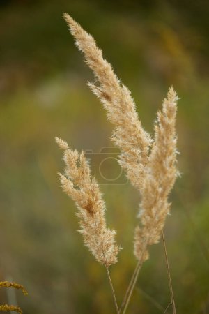 Foto de Espiguilla de hierba de campo en otoño al atardecer primer plano - Imagen libre de derechos
