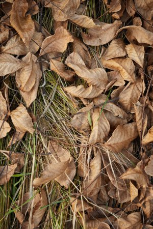 Foto de Hojas secas de otoño de árboles en la hierba verde en el parque de otoño - Imagen libre de derechos