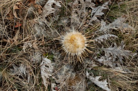 Téléchargez les photos : Carlina acanthifolia plante sèche connue sous le nom de chardon carline dans la prairie d'hiver closeu - en image libre de droit