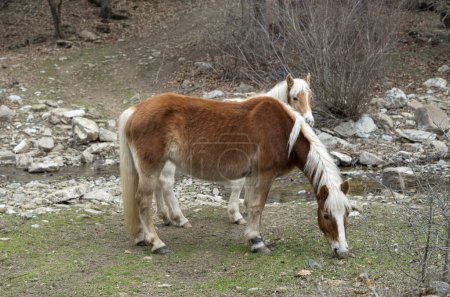 Téléchargez les photos : Deux chevaux Haflinger dans prairie proche u - en image libre de droit