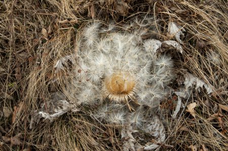 Téléchargez les photos : Carlina acanthifolia plante sèche connue sous le nom de chardon carline dans la prairie d'hiver closeu - en image libre de droit