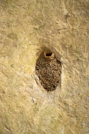 Téléchargez les photos : Un nid boueux avaler dans un trou de roche closeu - en image libre de droit