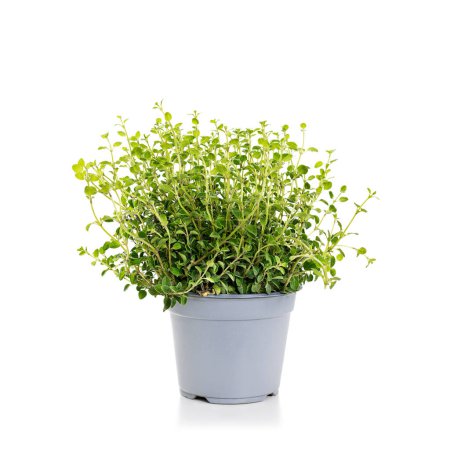 Photo for Oregano plant growing in a flower pot isolated on white background - Royalty Free Image