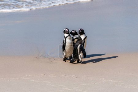 Foto de African Boulders Beach Penguin Colony. Pingüinos descansando sobre las rocas y la arena. Ciudad del Cabo, Sudáfrica. Pingüinos de patas negras. - Imagen libre de derechos
