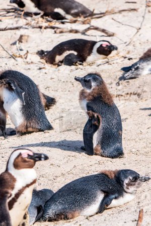 Foto de African Boulders Beach Penguin Colony. Pingüinos descansando sobre las rocas y la arena. Ciudad del Cabo, Sudáfrica. Pingüinos de patas negras. - Imagen libre de derechos