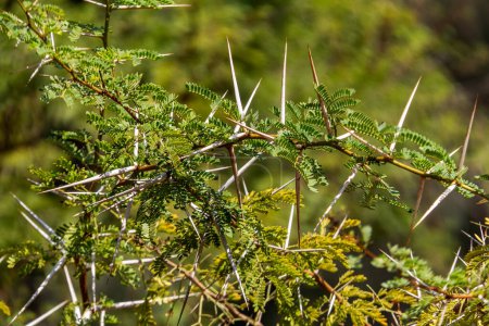 Acacia tree branches with thorns and young green leaves close up