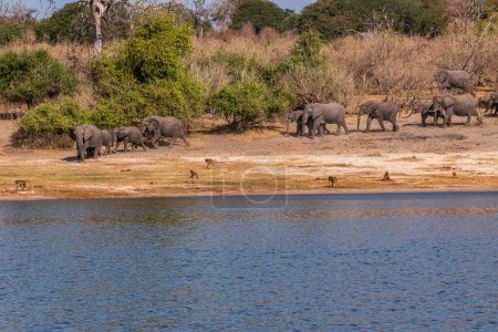 Foto de A group of African elephants at a watering hole on the Chobe River. Botswana - Imagen libre de derechos
