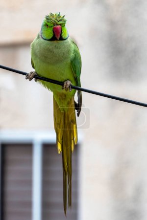Foto de Wet rose-ringed parakeet close up sitting on an electrical line under rain. - Imagen libre de derechos