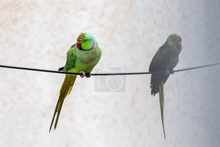 Foto de Wet rose-ringed parakeet close up sitting on an electrical line under rain. - Imagen libre de derechos