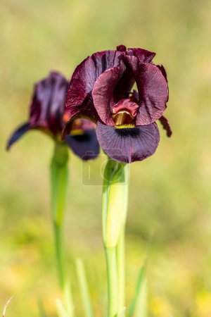 Téléchargez les photos : Iris sauvage Argaman ou Iris atropurpurea ou Iris côtier fleurissant dans le champ printanier. Les fleurs peuvent être dans les tons foncés de brun-rouge, bordeaux, violet foncé à noirâtre - en image libre de droit