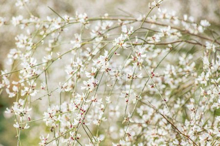 Flores blancas de arbustos Retama florecientes. Primavera. Israel
