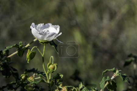 Photo for White wild Salvia Cistus flowers close up on green blurred background - Royalty Free Image