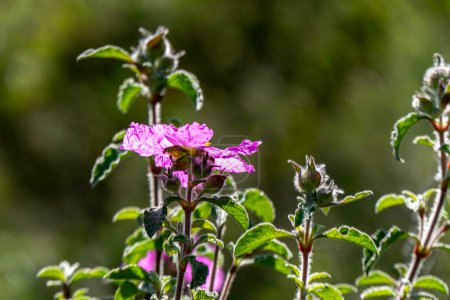 Photo for Pink wild Salvia Cistus flowers close up on green blurred background - Royalty Free Image