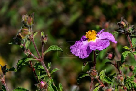 Photo for Pink wild Salvia Cistus flowers close up on green blurred background - Royalty Free Image