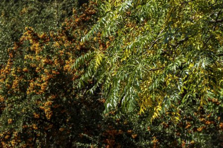 Foto de Bayas naranjas maduras de Pyracantha Espinos de fuego en el fondo borroso de cerca - Imagen libre de derechos