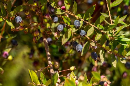 Photo for Blue Myrtus communis berries close up on the blurred background - Royalty Free Image